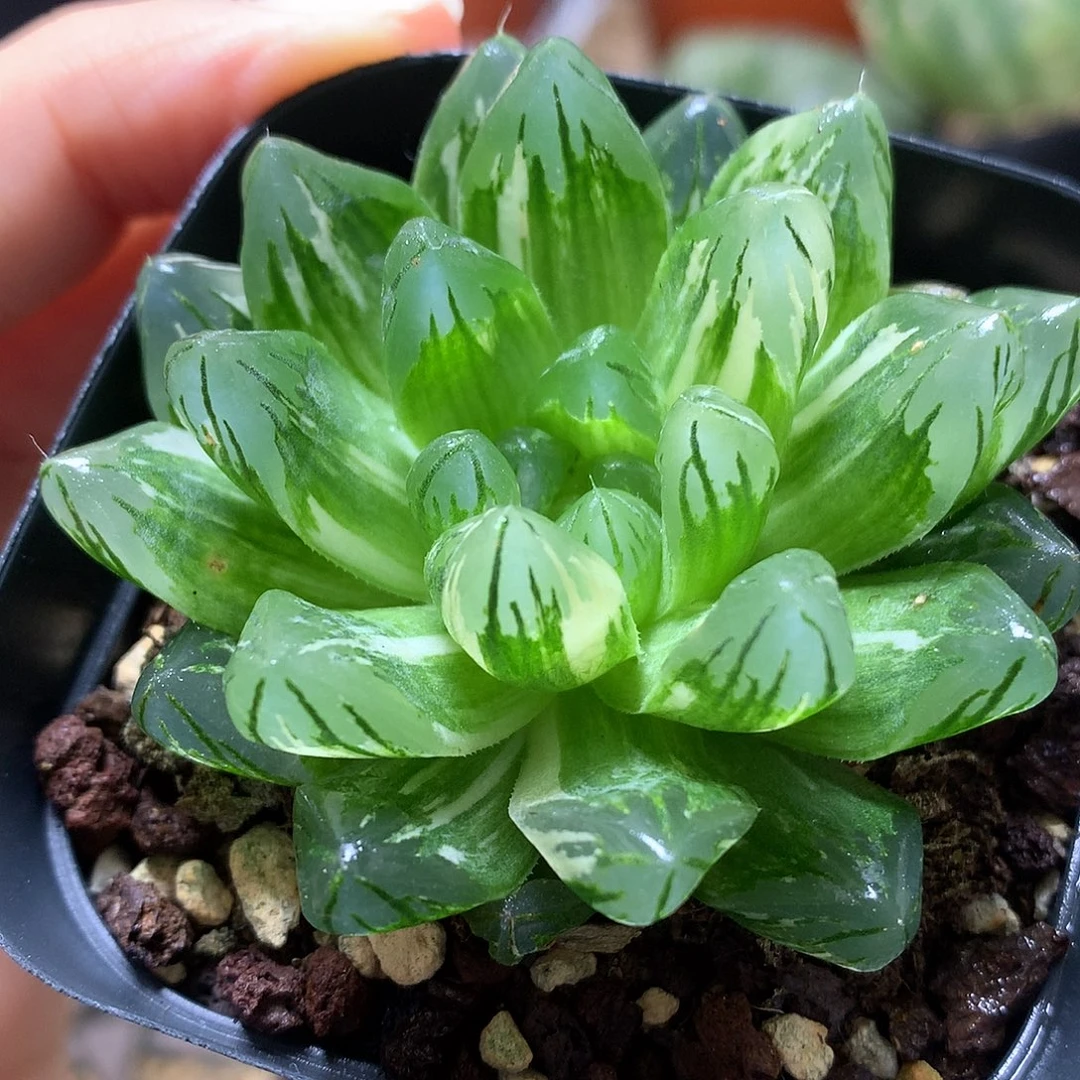 花火玉露锦带盆土发货to