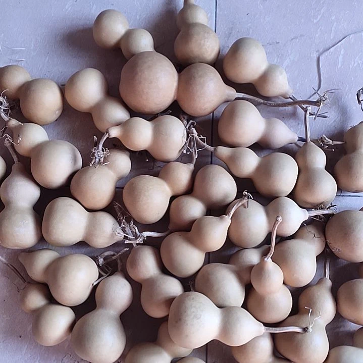 一***集天然葫芦35个白皮葫芦