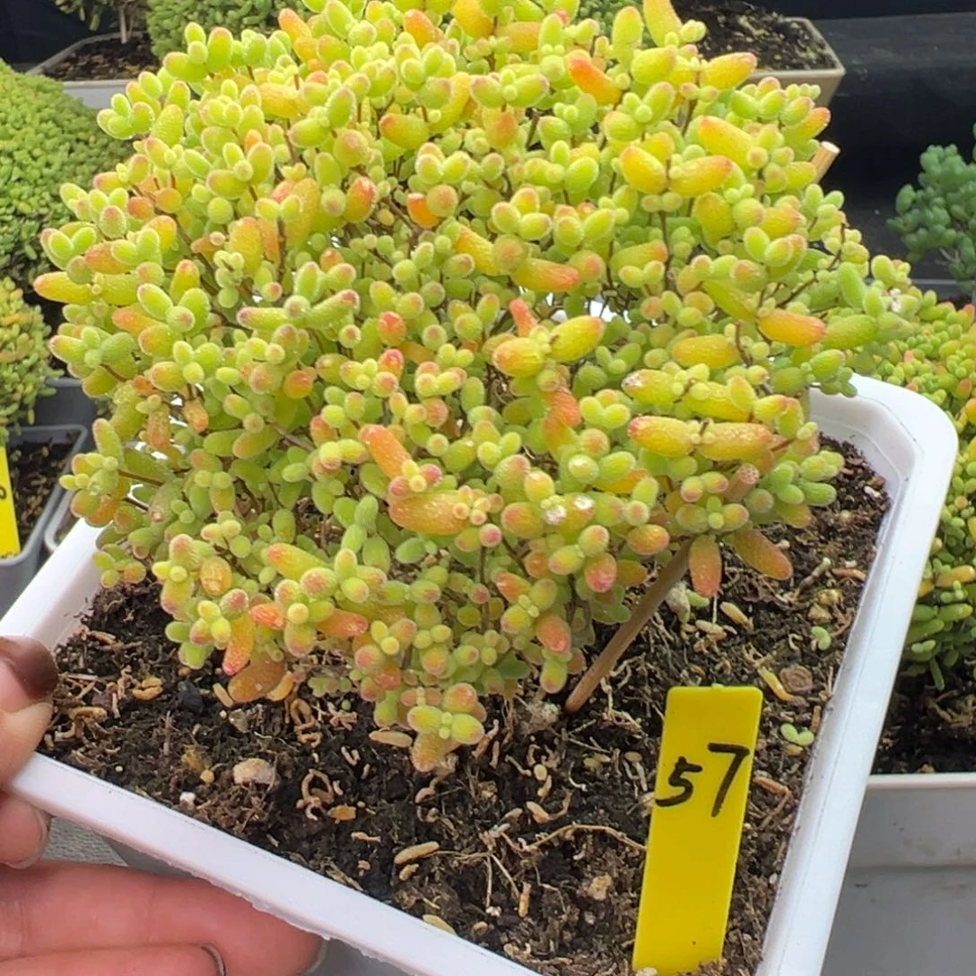 蜜橘蘑菇头57号10cm盆