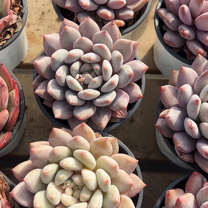 团 017     大单头半夏