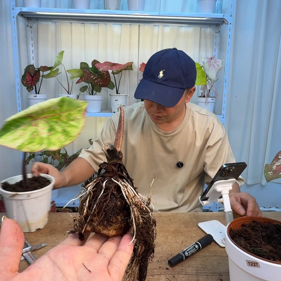 尾***酱无花朵丹霞球  1295