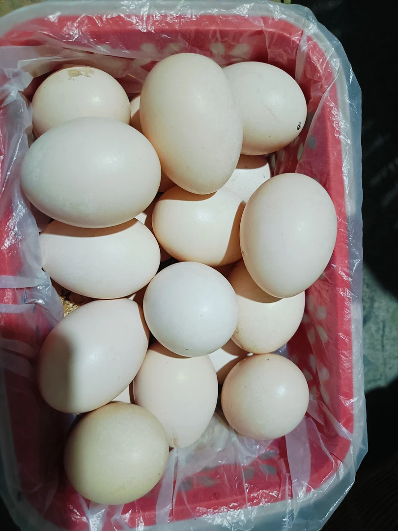 贵州散养三彩五彩种蛋（运输途中有一定影响，受精率包50％）