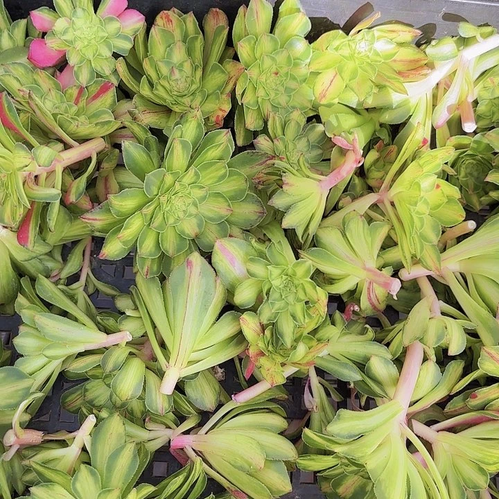 倒*海知否砍头三个多肉植物