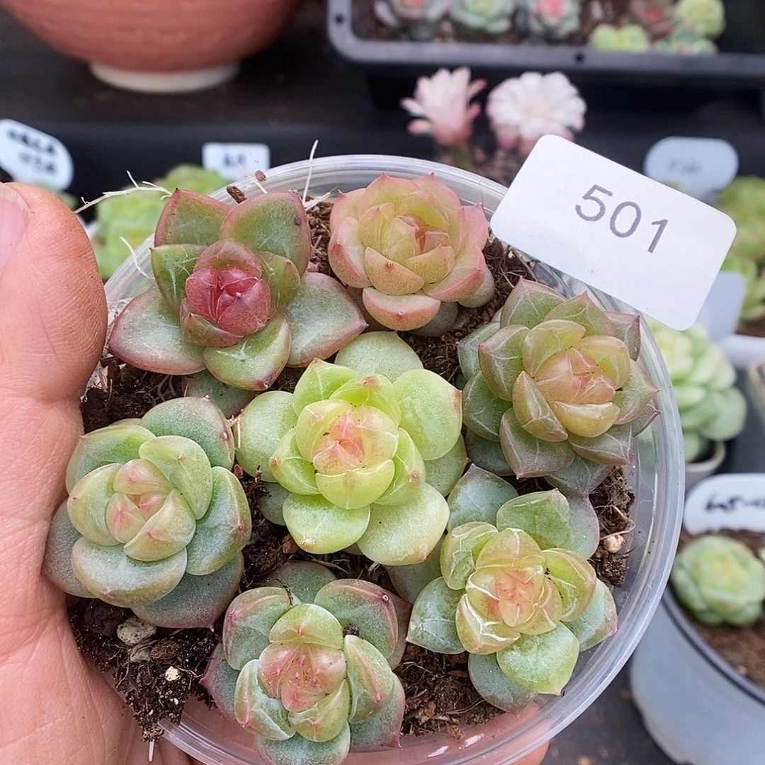 一物一拍一物一拍926-501
