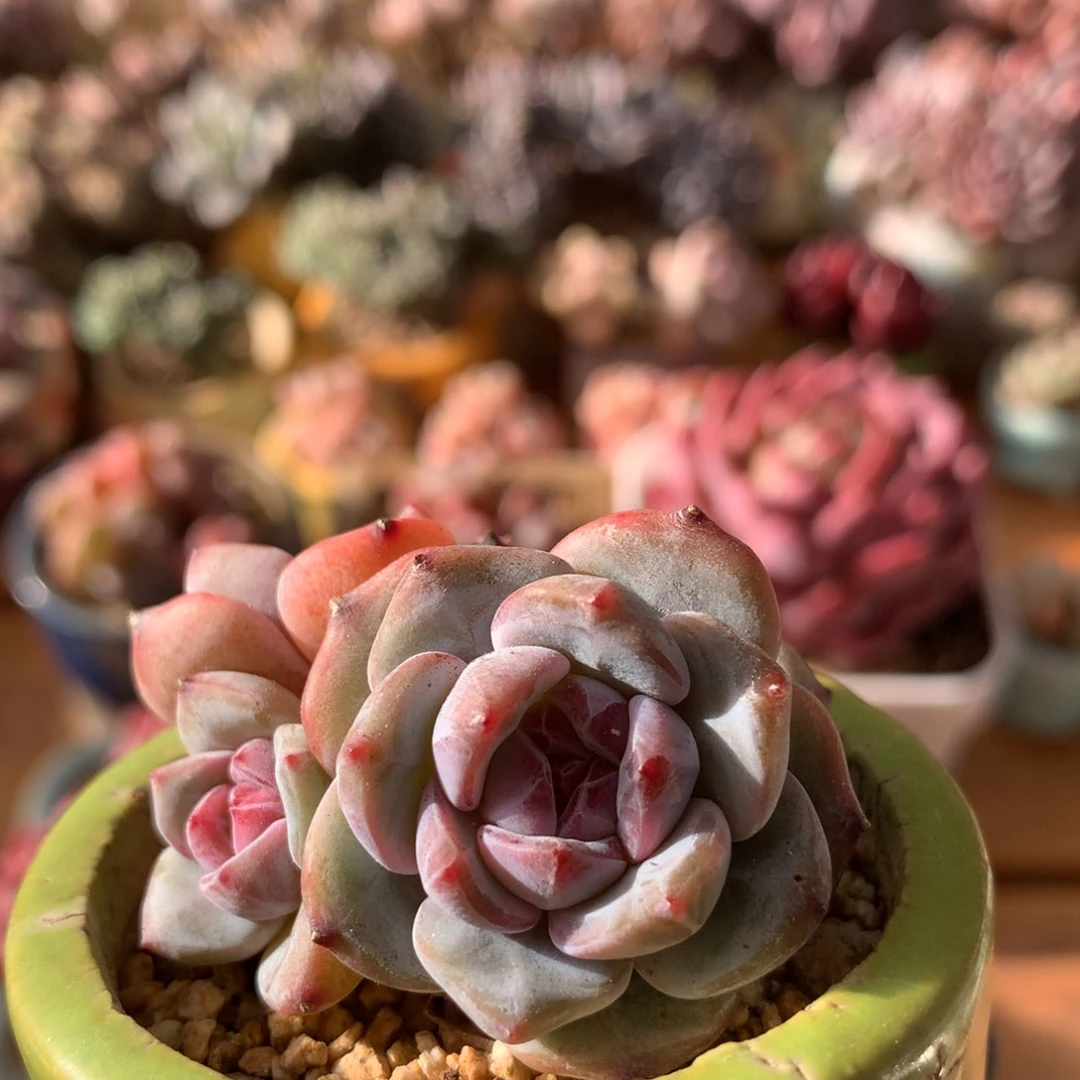 石榴籽星影一物一拍 018