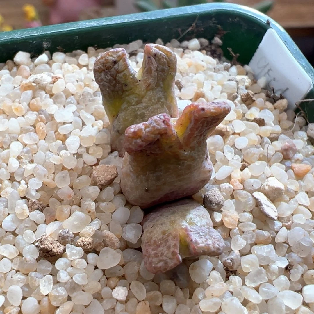 357。青蛙种源955d大型斑马