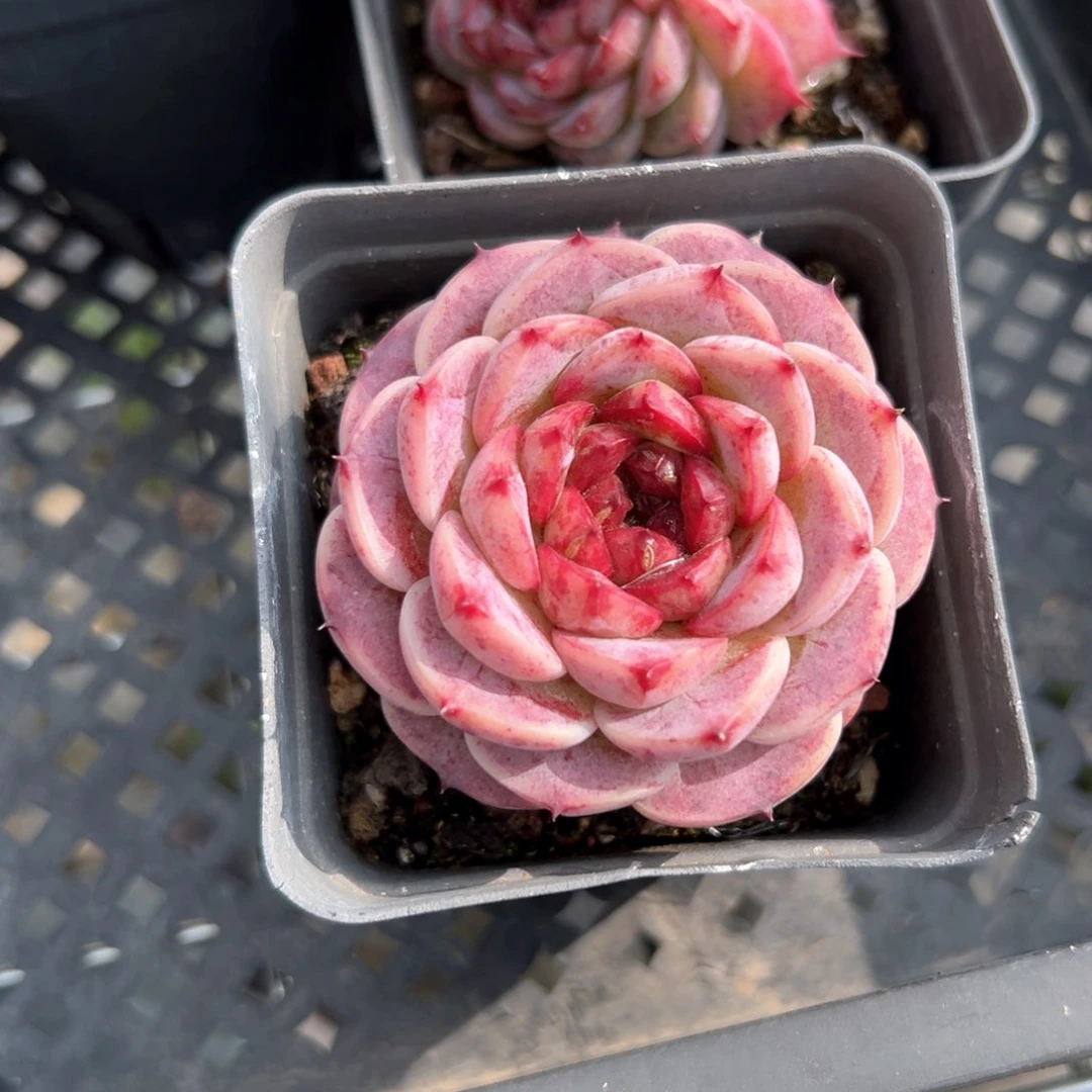 天鹅绒（满38包邮）多肉