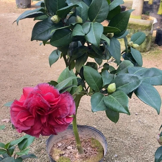 当前无花栽培后可以开花