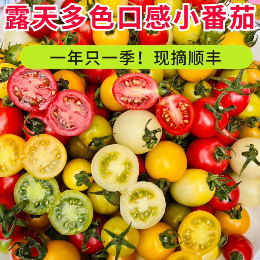 【顺丰+现摘现发】纯露天多色小番茄盲盒5-7个品种2-8盒装应季水果