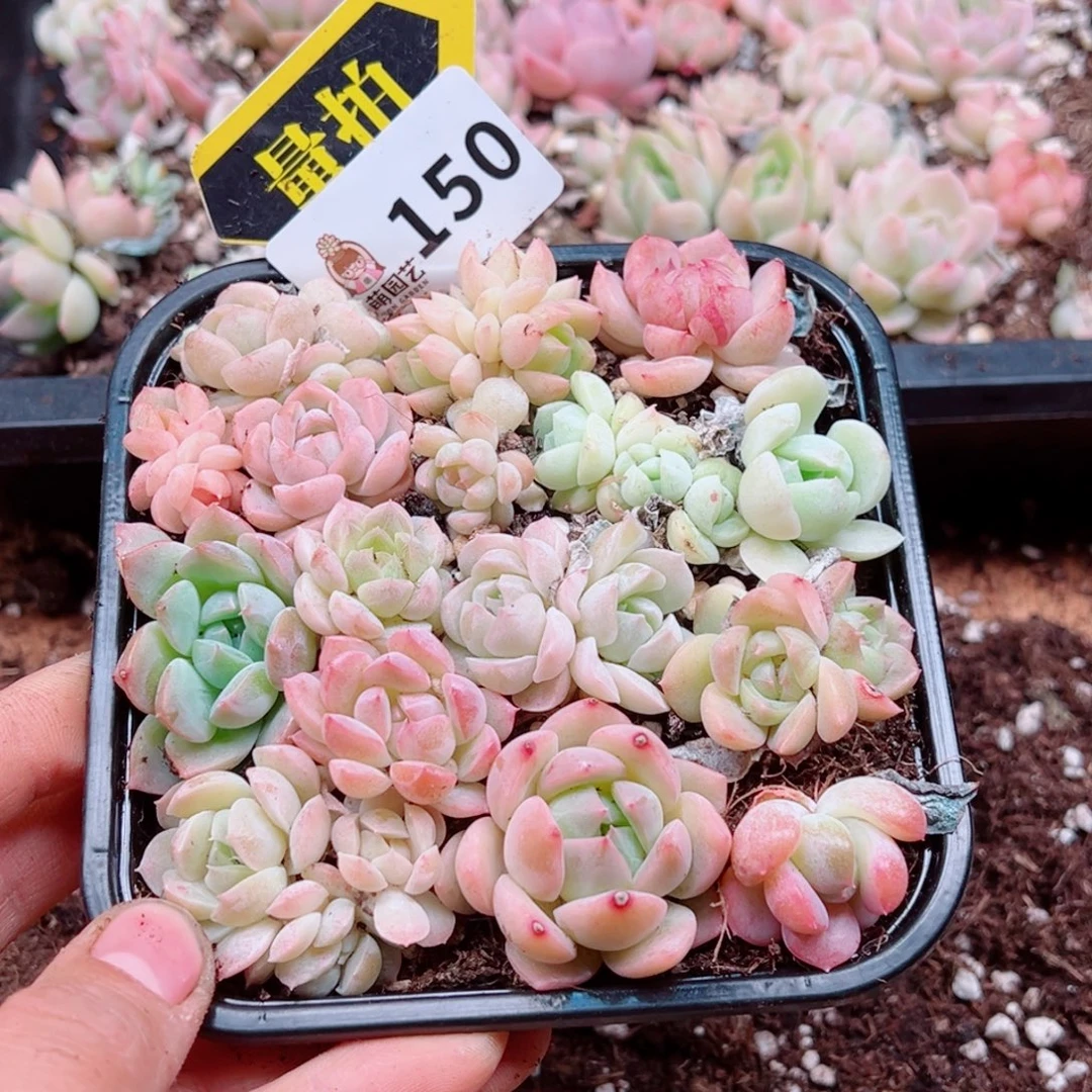 多肉植物多肉植物