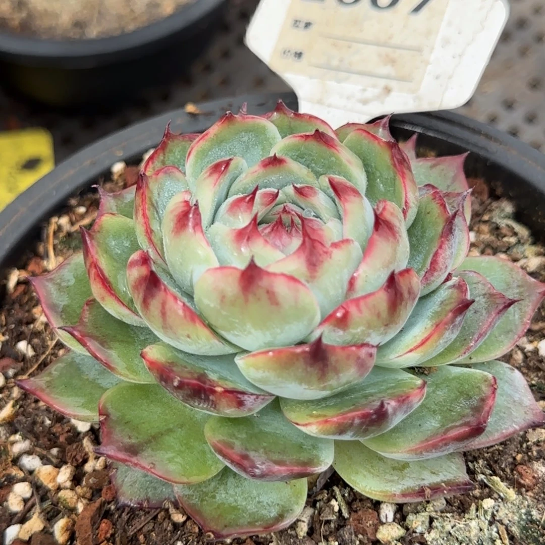 包子花脸惊鸿一物一拍包装收缩花旱607