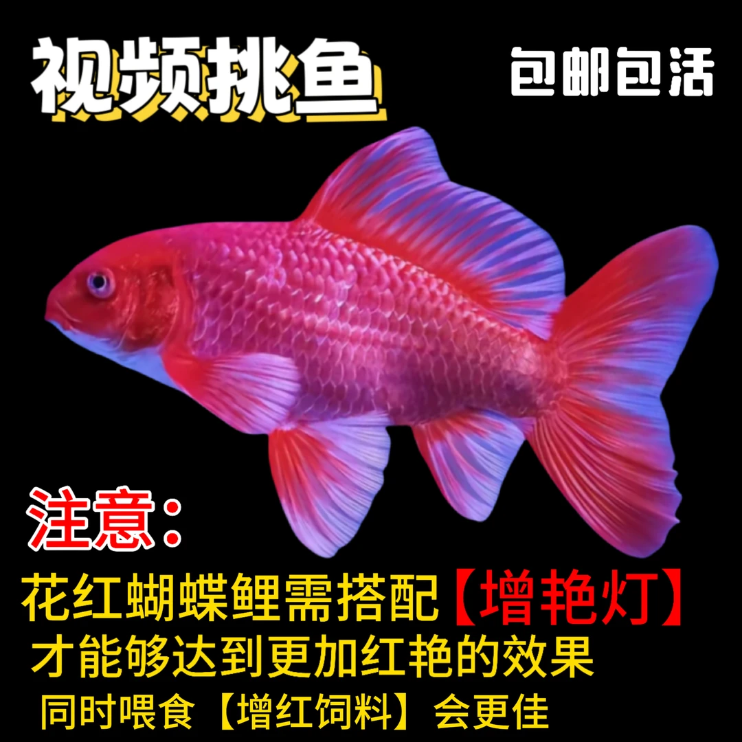 精中精 三选苗  精品花红普身蝴蝶鲤寸片  包邮包活