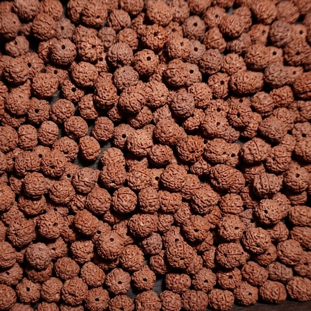 平头细纹平细小金刚菩提散籽非全品