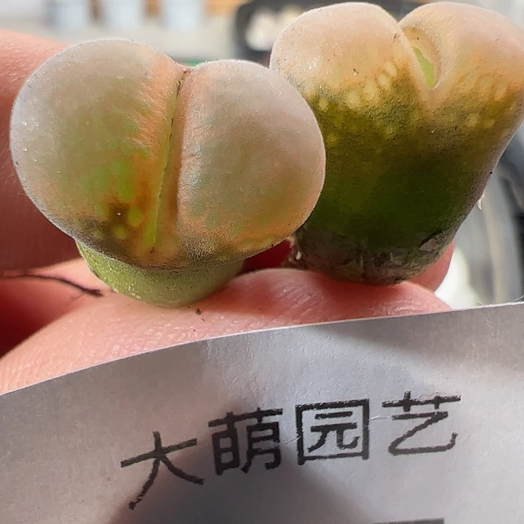 一物一拍AP180。      17