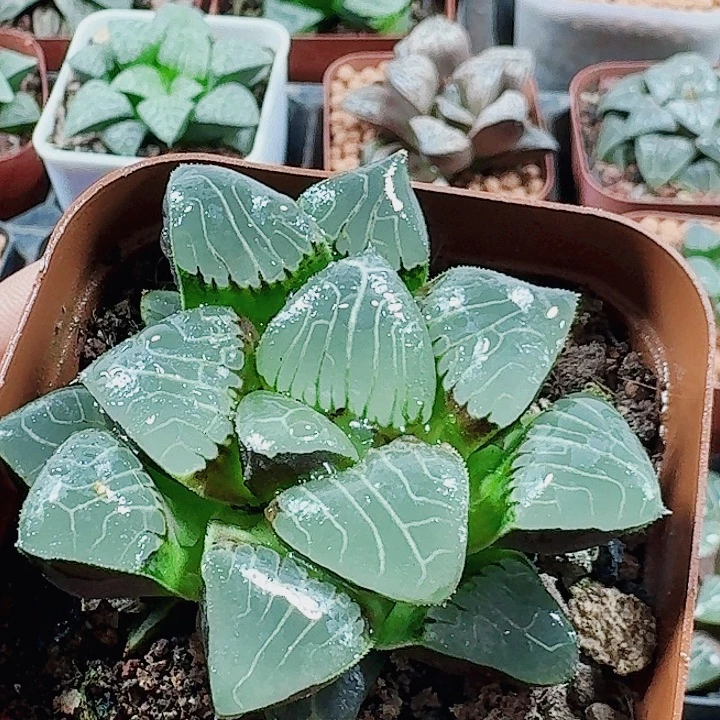 晧***瑜无花朵十二卷 天池 新粉福利