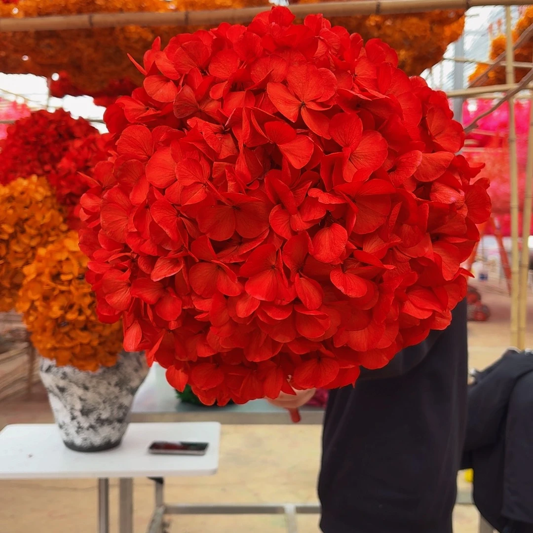 永生大叶绣球1枝 红色