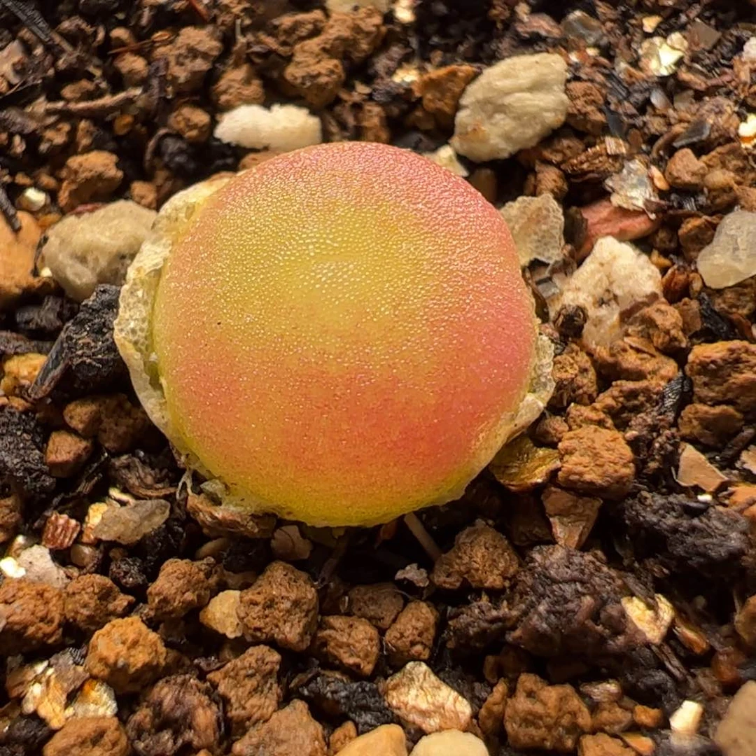 哈默灯泡多肉植物百科