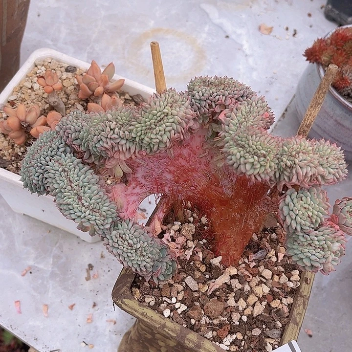 白胖子缀2958多肉植物