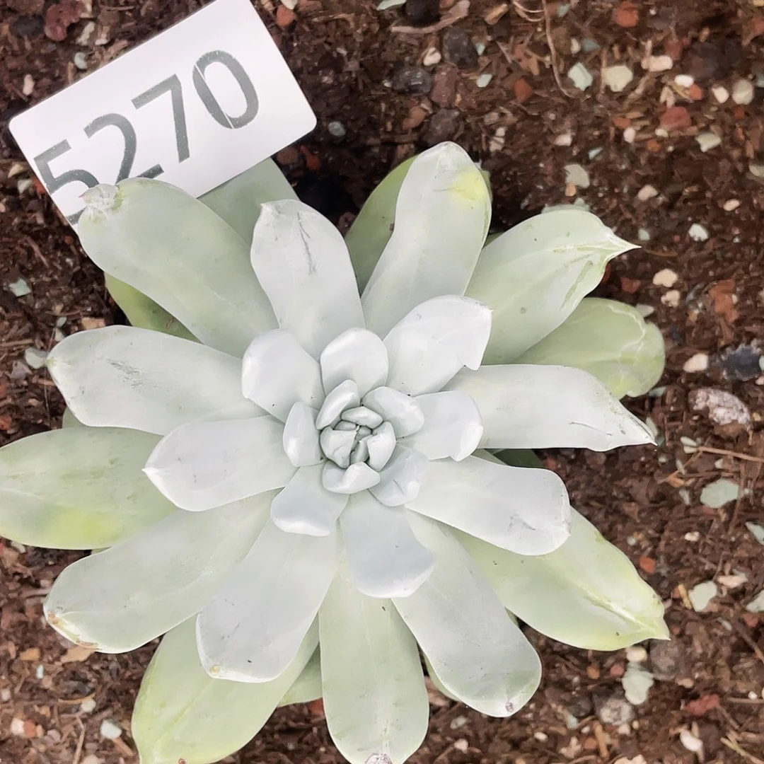 帕翠莎单头生日福利量拍