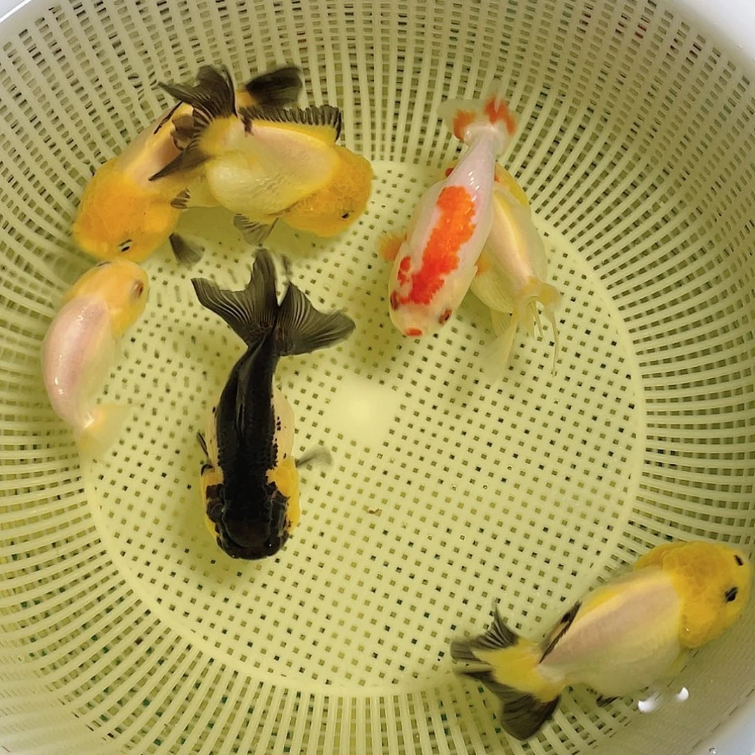 金鱼 熊猫可挑可选