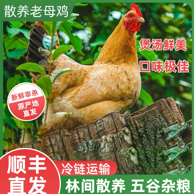 【工厂直销】散养老母鸡土鸡3斤/农家新鲜鸡现杀宰杀顺丰速发可炖汤