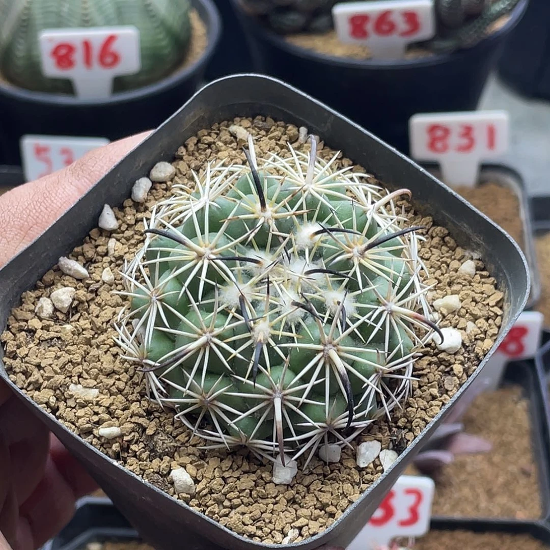 钢钉仙人球 带盆土包邮