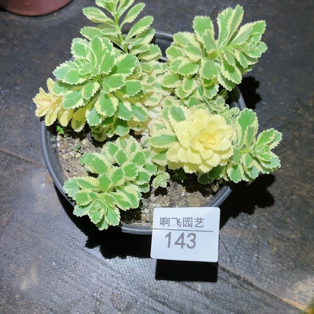 兰*143多肉 亚特兰蒂斯