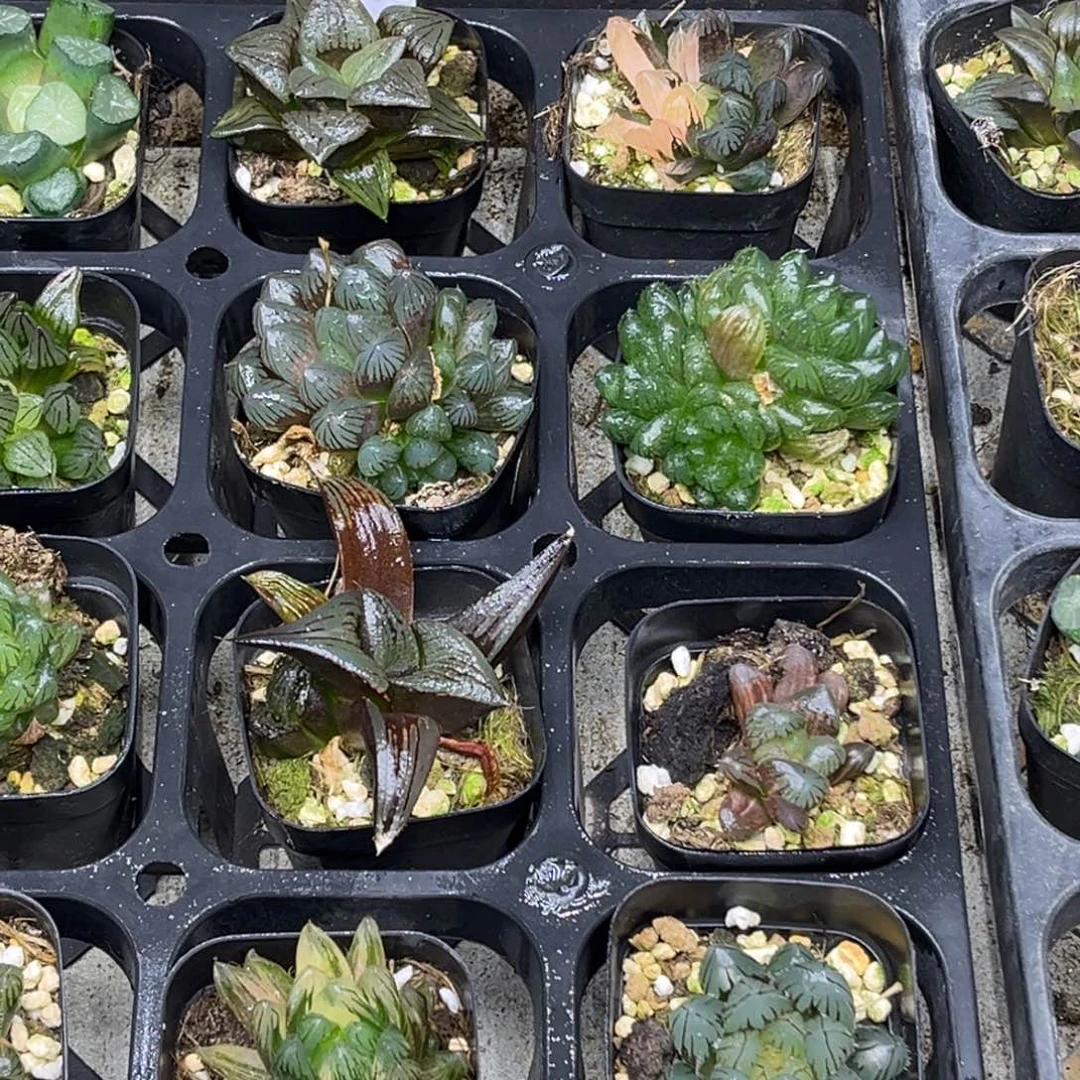 91 脱土包邮8颗福利