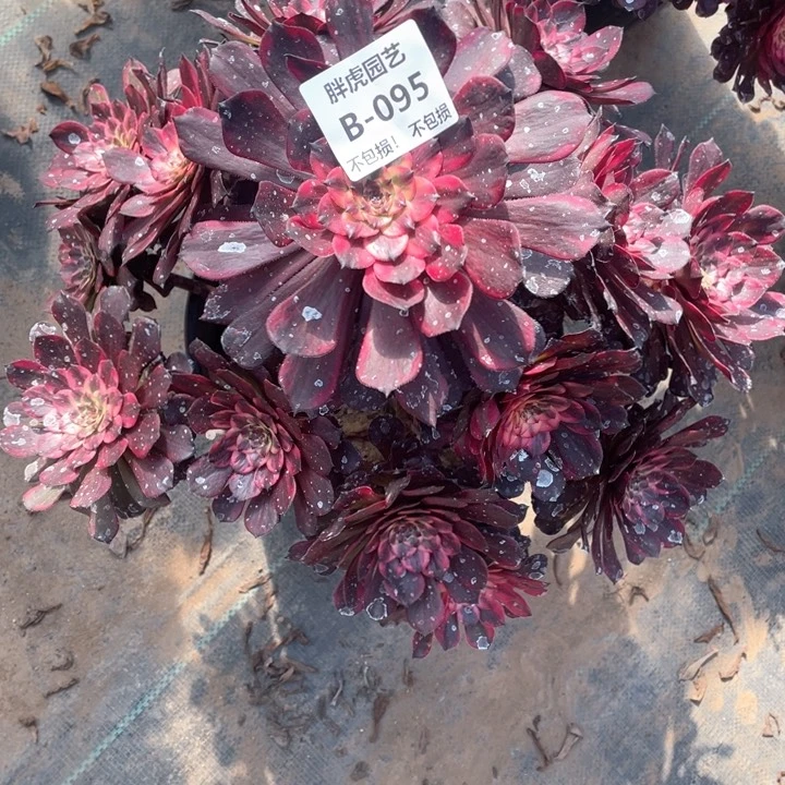 095烟花多肉法师福利不包损