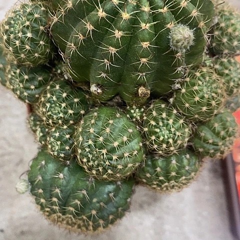 多色丽花，2689900