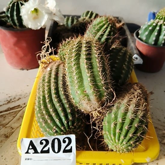 当前无花栽培后可以开花a202
