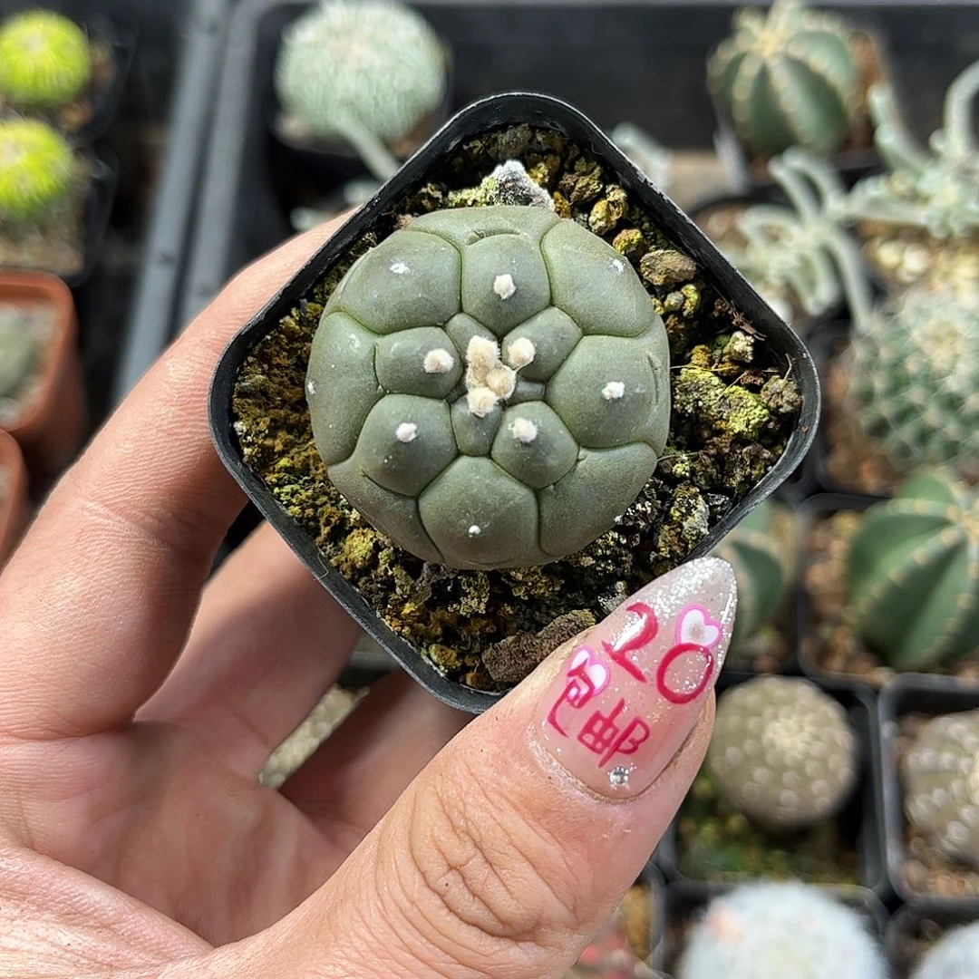 景*?25152一物一拍单头发货