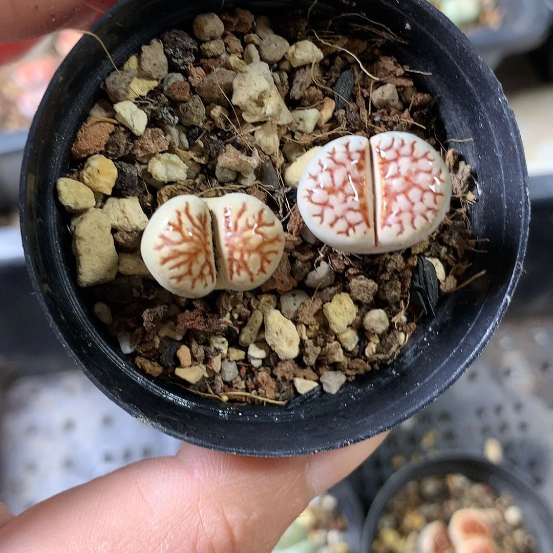 M453多肉植物保护