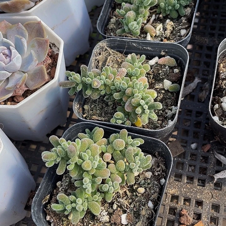 冰晶糖球带盆土发