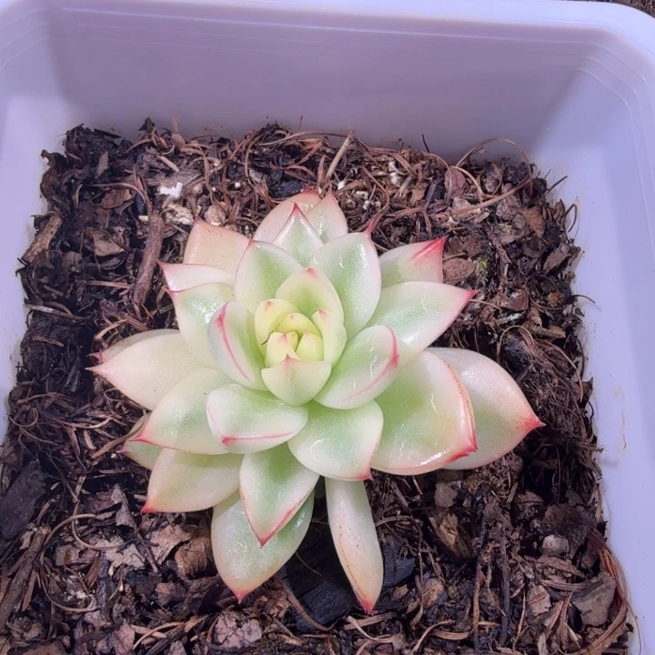 月亮石锦多肉植物