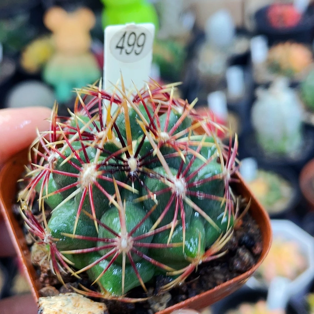 非偏远地区满25包邮仙人球