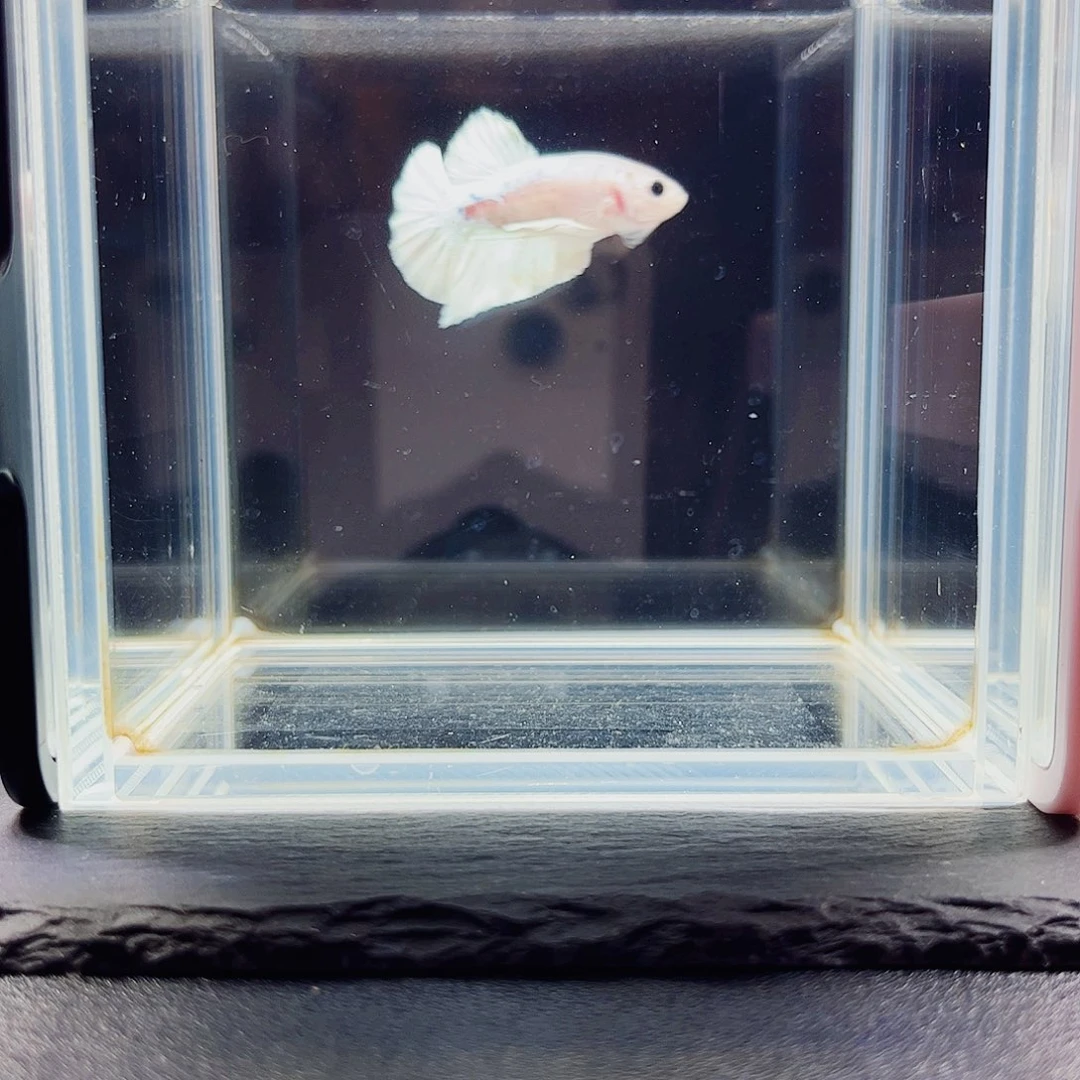 海水鱼宙斯斗鱼竞拍09-22
