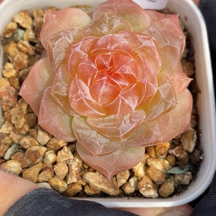 1122-555，粉魄1个