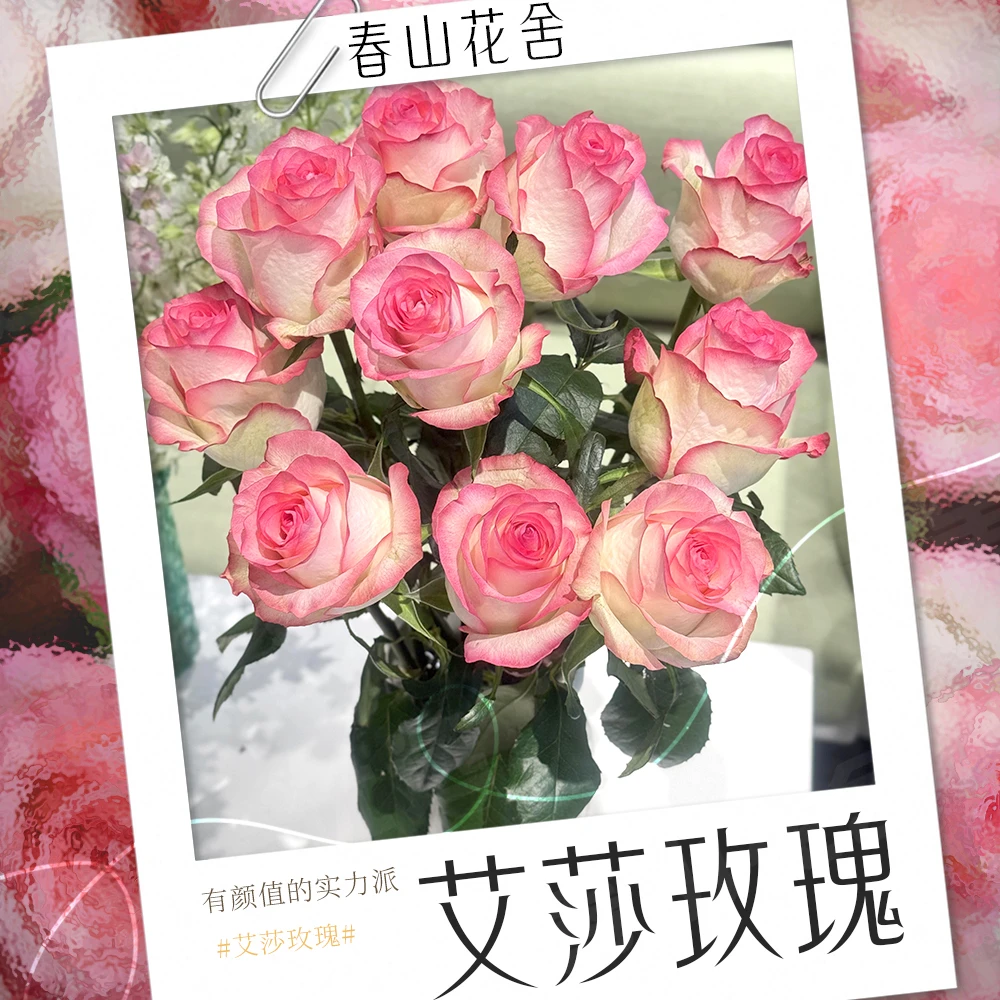 【艾莎玫瑰】粉红玫瑰花丨云南直发拍两单发：顺丰或冷链（送货上门