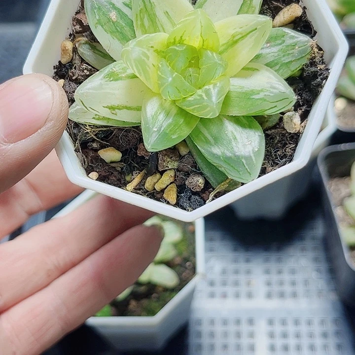 特价处理新手好养的