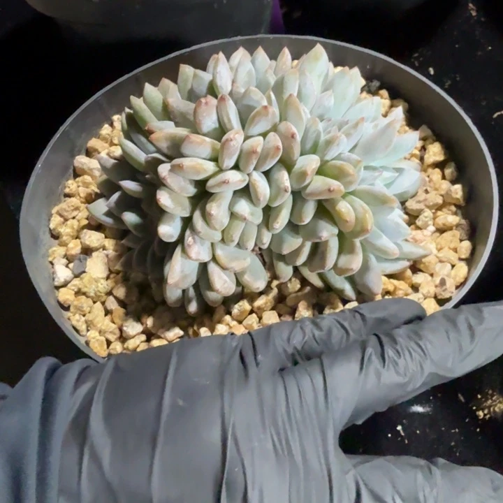 红***811厘米左右一物一拍的