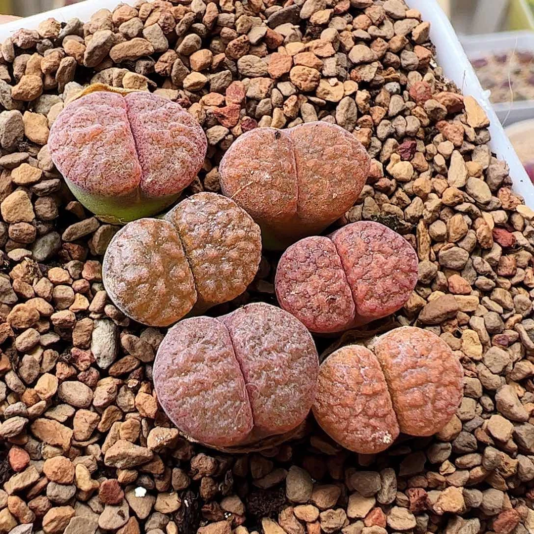 无花朵蛋糕风铃脱土发…………………