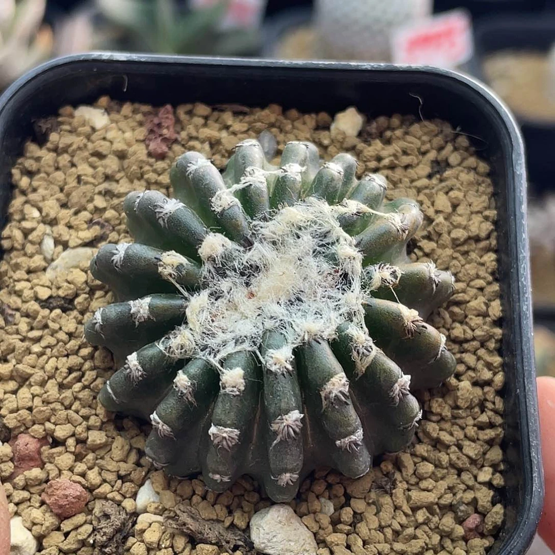 奇特球仙人球多肉植物