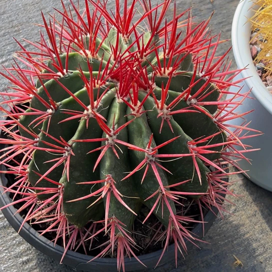 中*精品大红虎（脱土发）