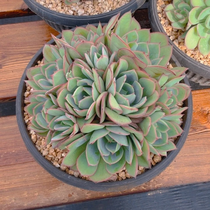 11头牡丹亭捧花1111