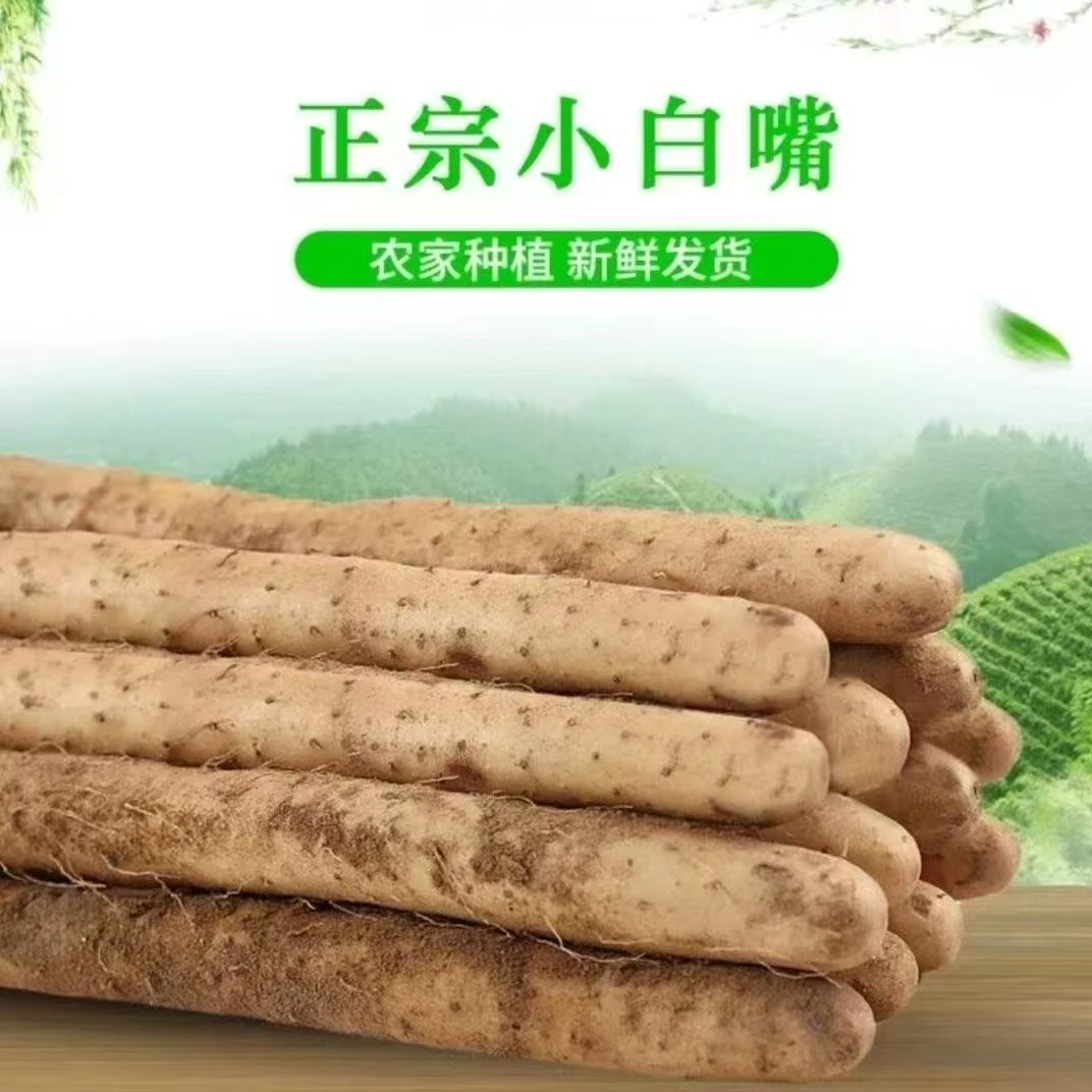 正宗老品种小白嘴山药新鲜粉糯产地直发5斤装55-60CM