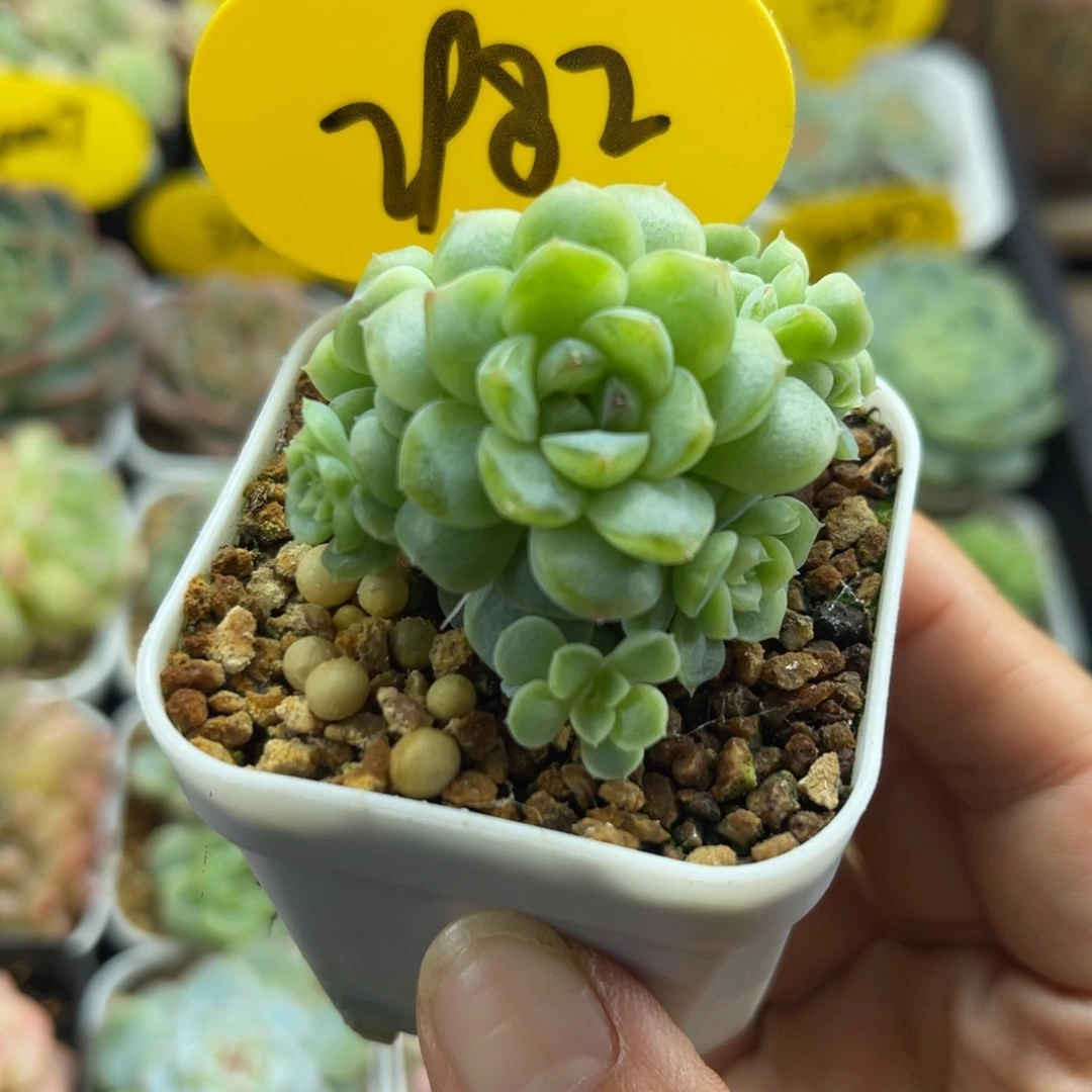 福利纸鸢捧花群2982