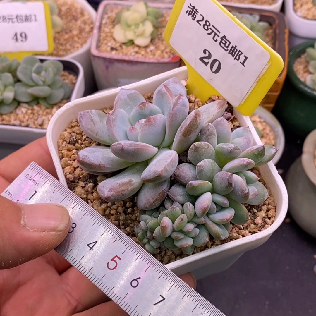 120石榴仔小树缀……