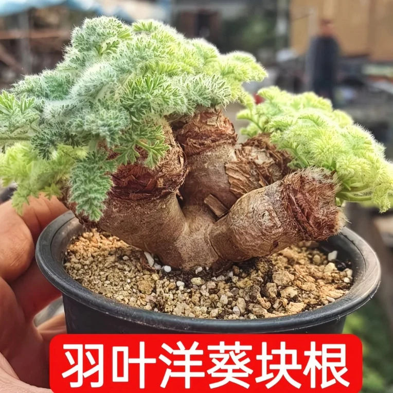 羽叶洋葵块根多肉植物