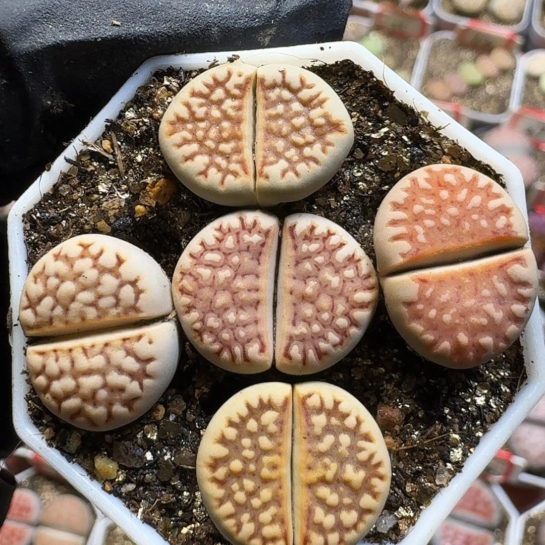 生石花121111。 130